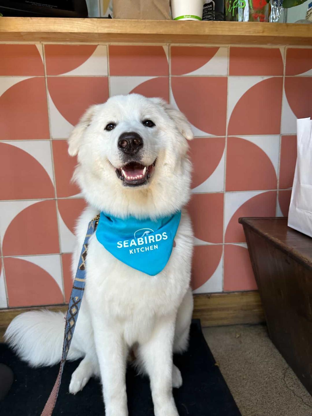 SNOW, a ADOPTABLE mixed breed in San Bernardino, CA image 2/6