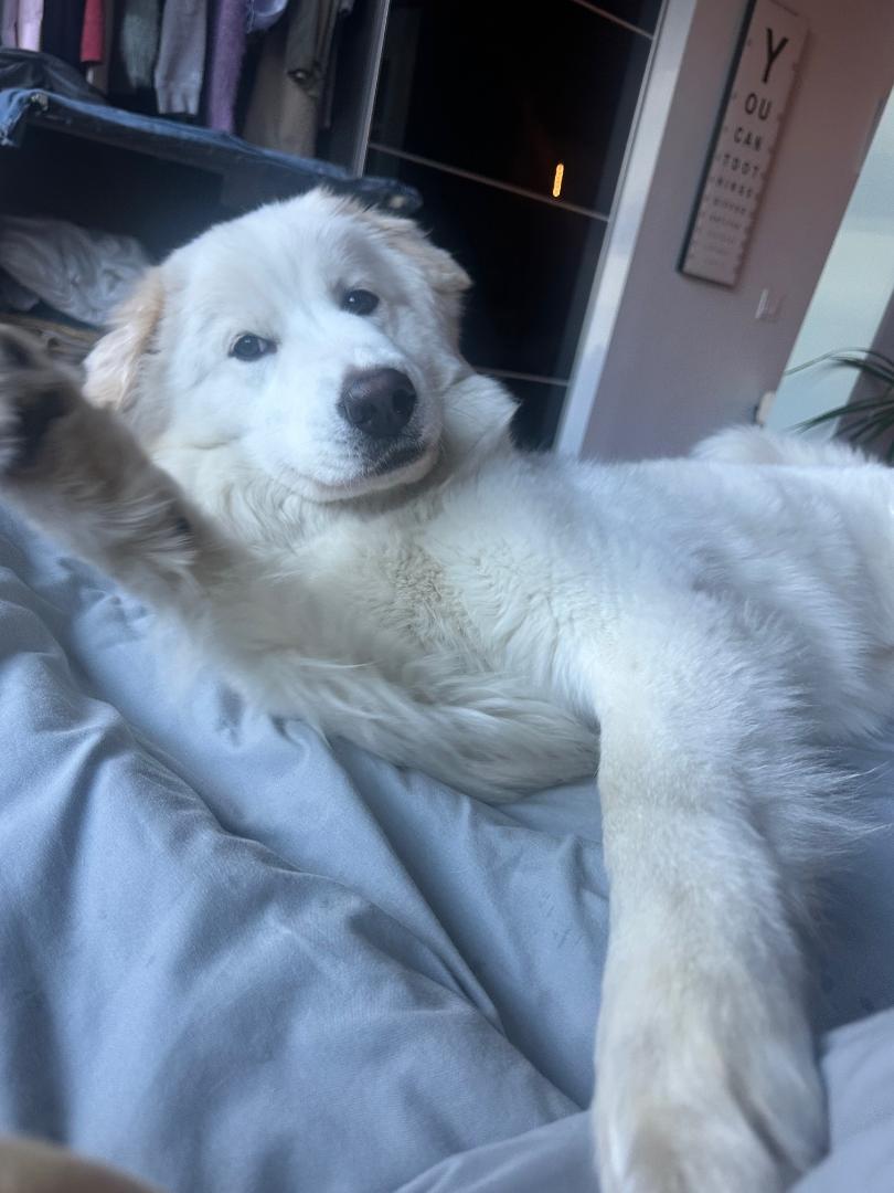 SNOW, a ADOPTABLE mixed breed in San Bernardino, CA image 6/6