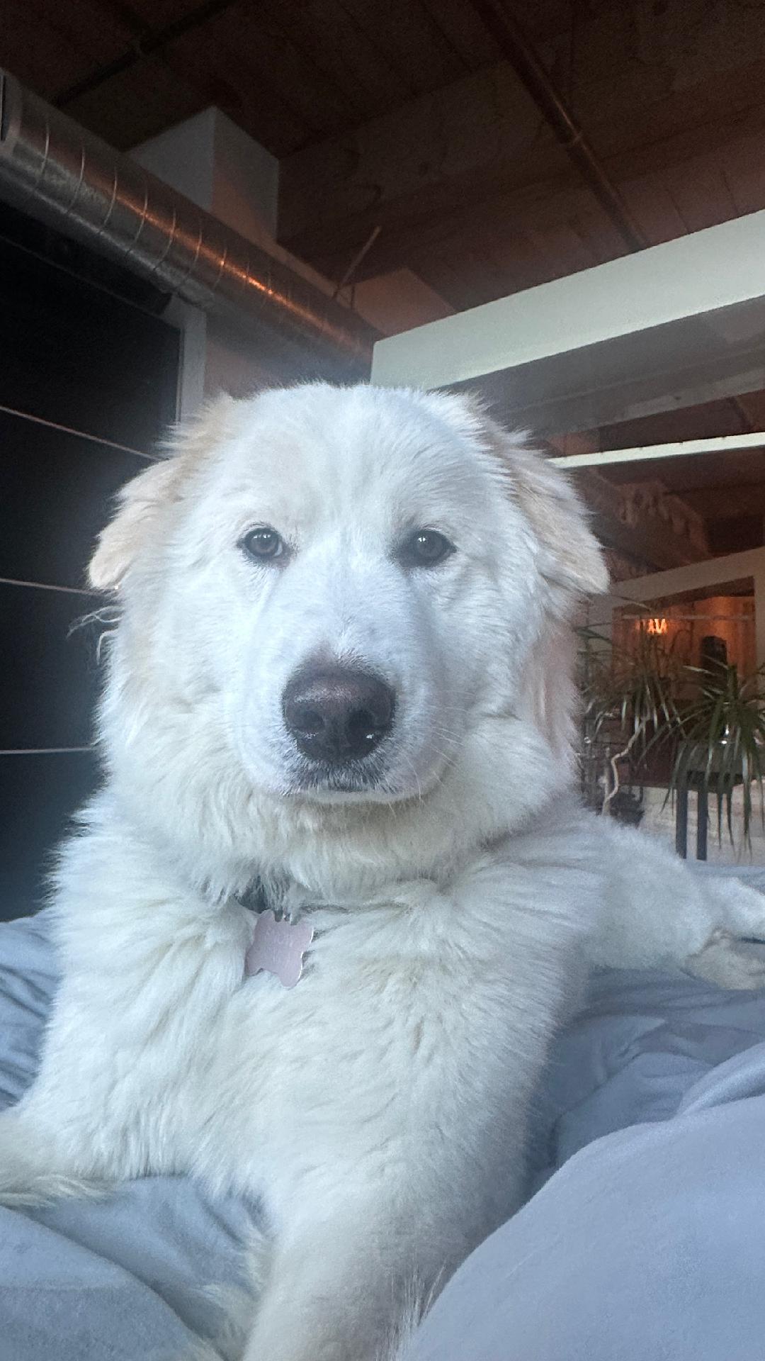 SNOW, a ADOPTABLE mixed breed in San Bernardino, CA image 5/6