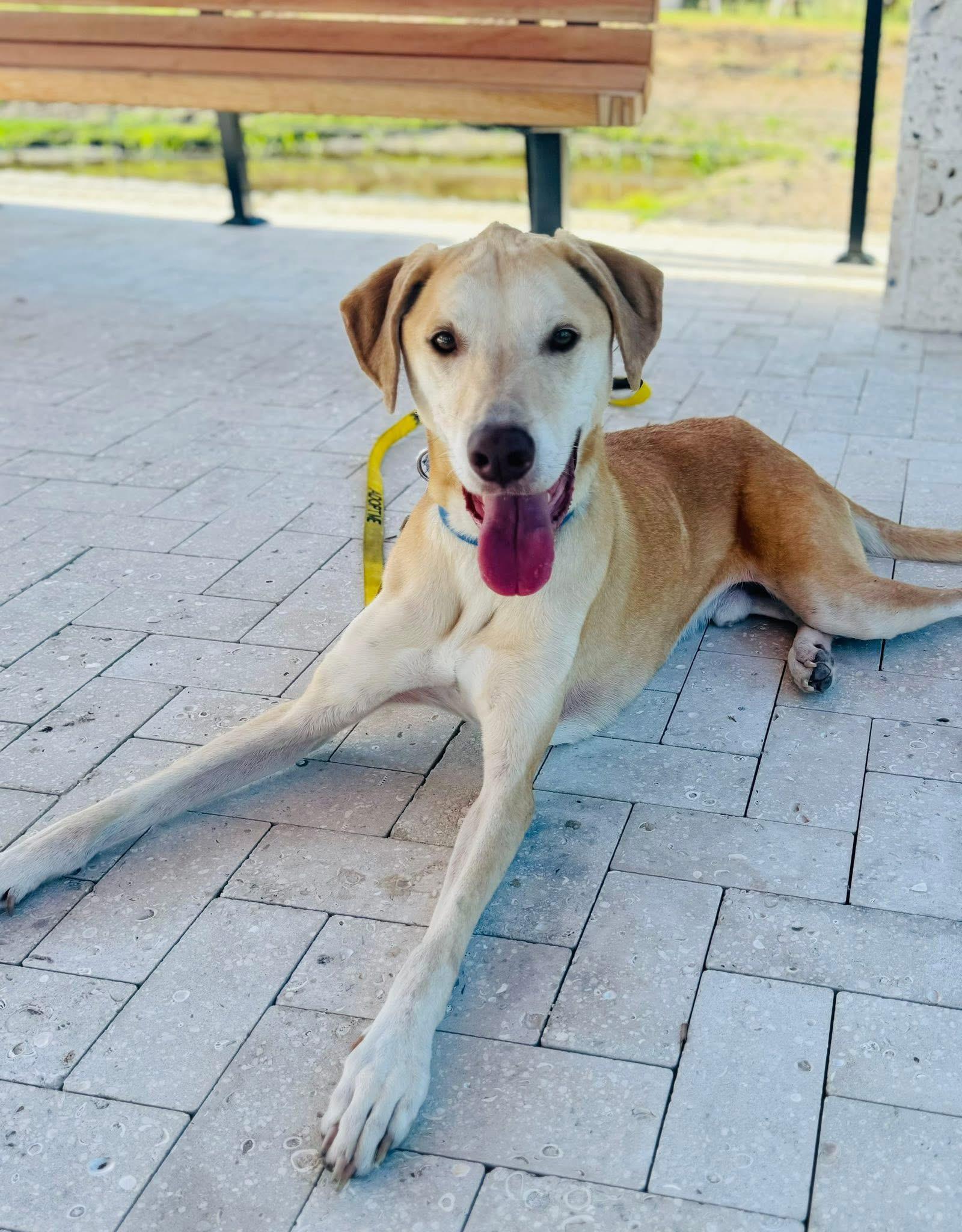 Tex, a ADOPTABLE mixed breed in Palm City, FL image 3/5