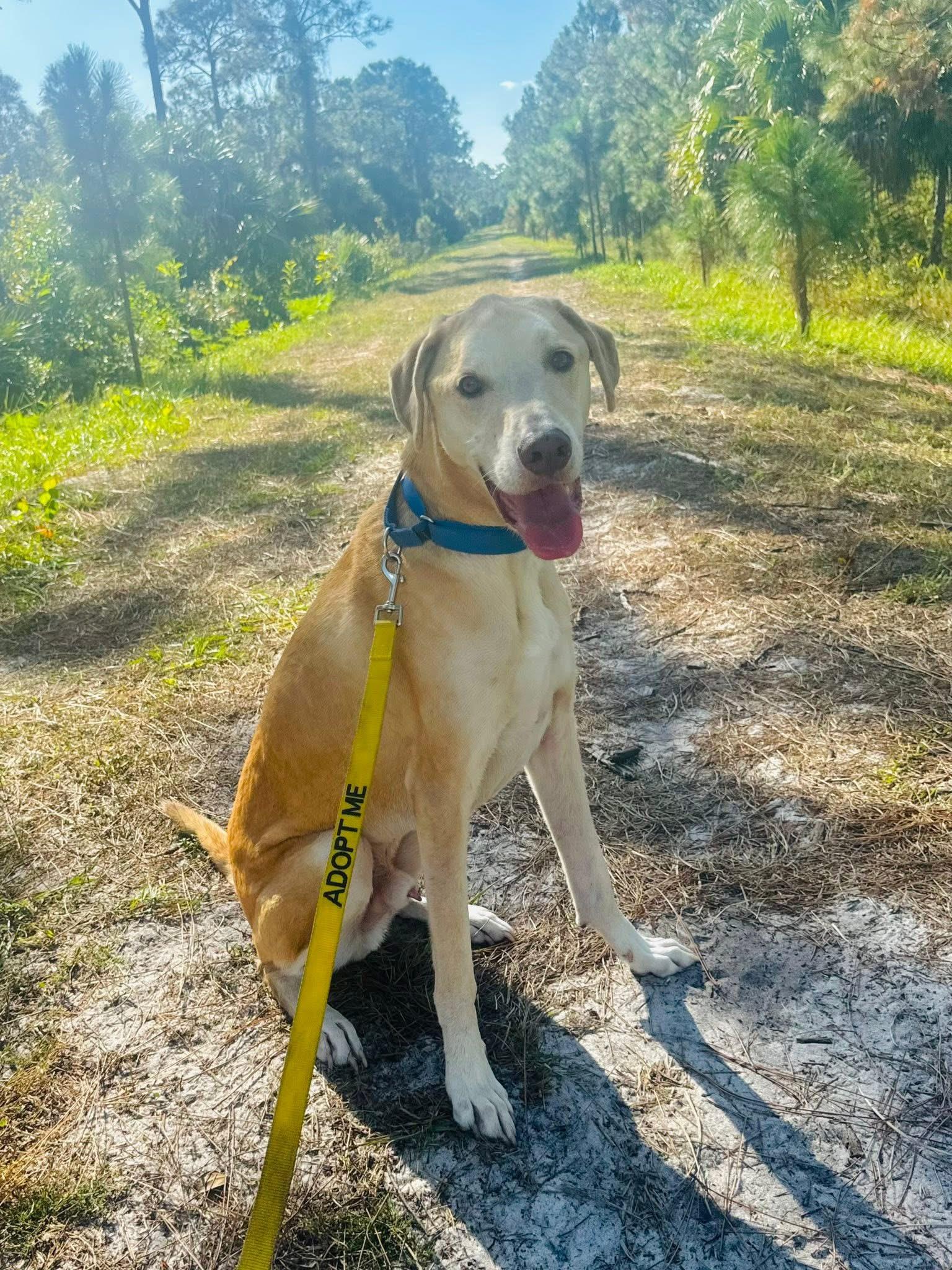 Tex, ADOPTABLE, Senior Male Labrador Retriever.