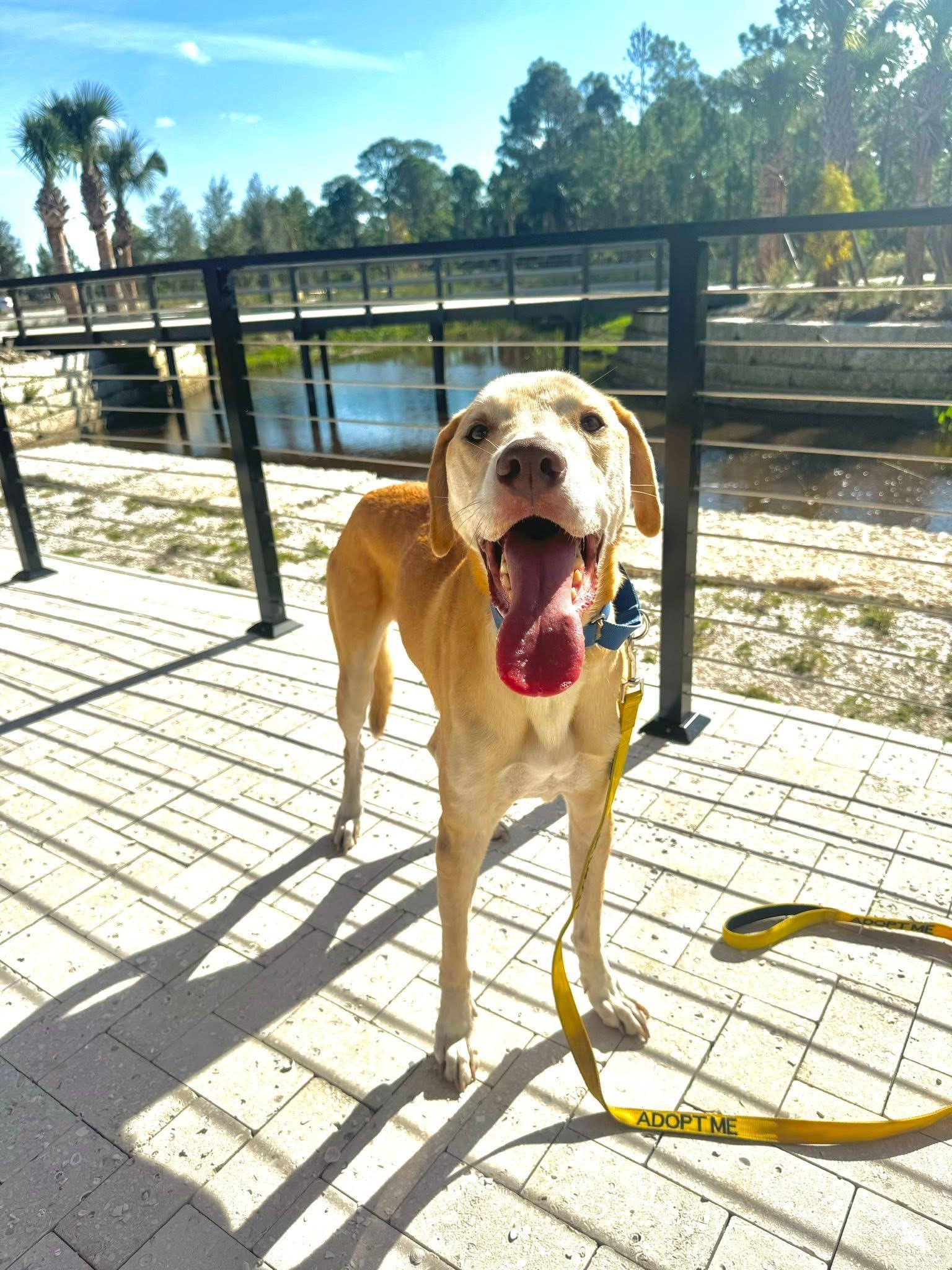 Tex, a ADOPTABLE mixed breed in Palm City, FL image 2/5