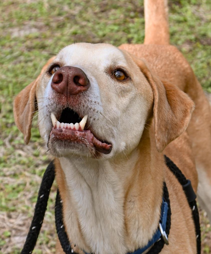 Enlarge Tex, a ADOPTABLE mixed breed in Palm City, FL image 3/6