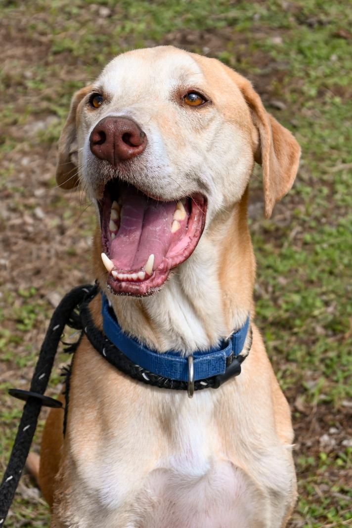 Tex, ADOPTABLE, Senior Male Labrador Retriever.