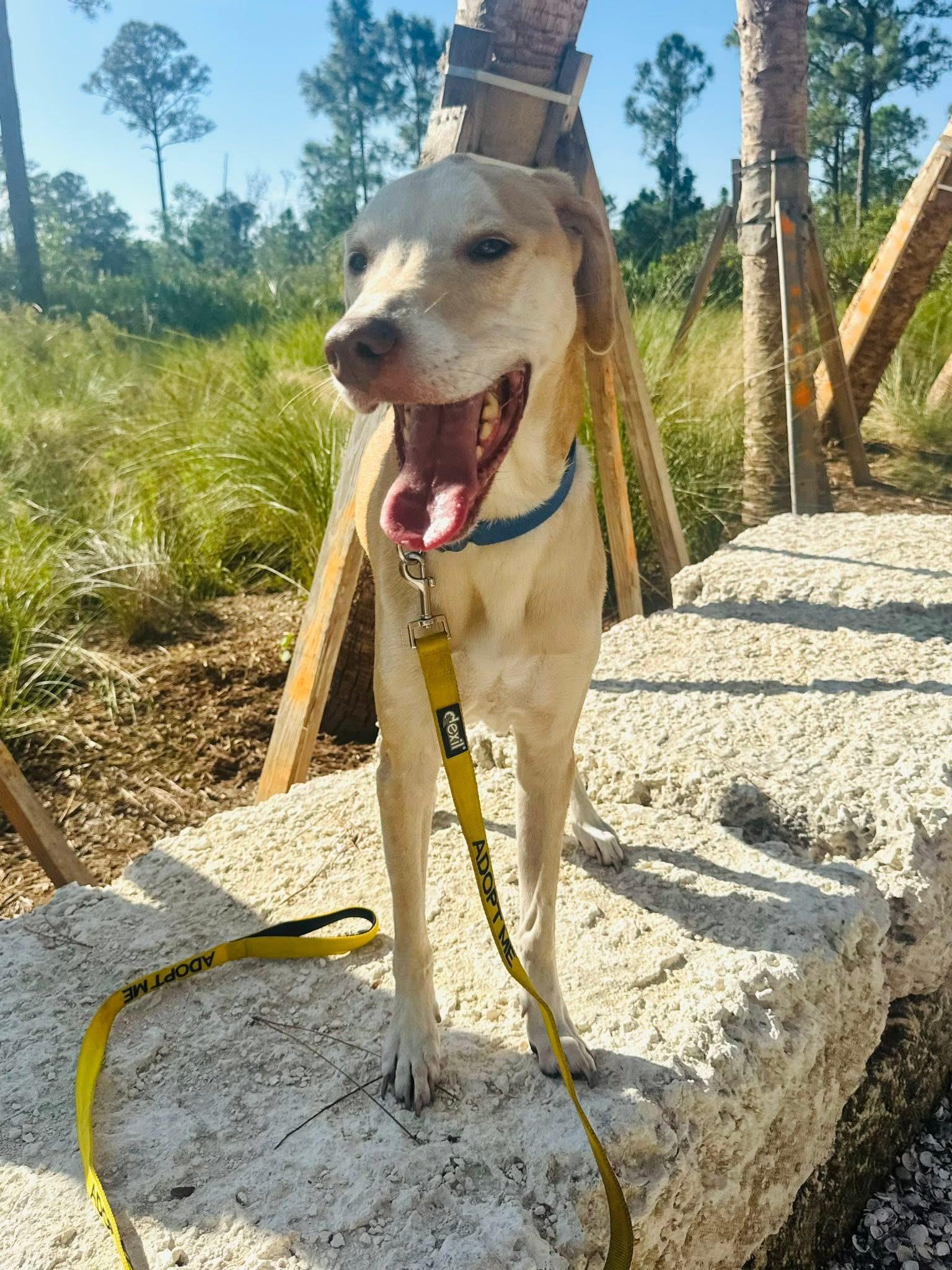 Tex, a ADOPTABLE mixed breed in Palm City, FL image 5/5