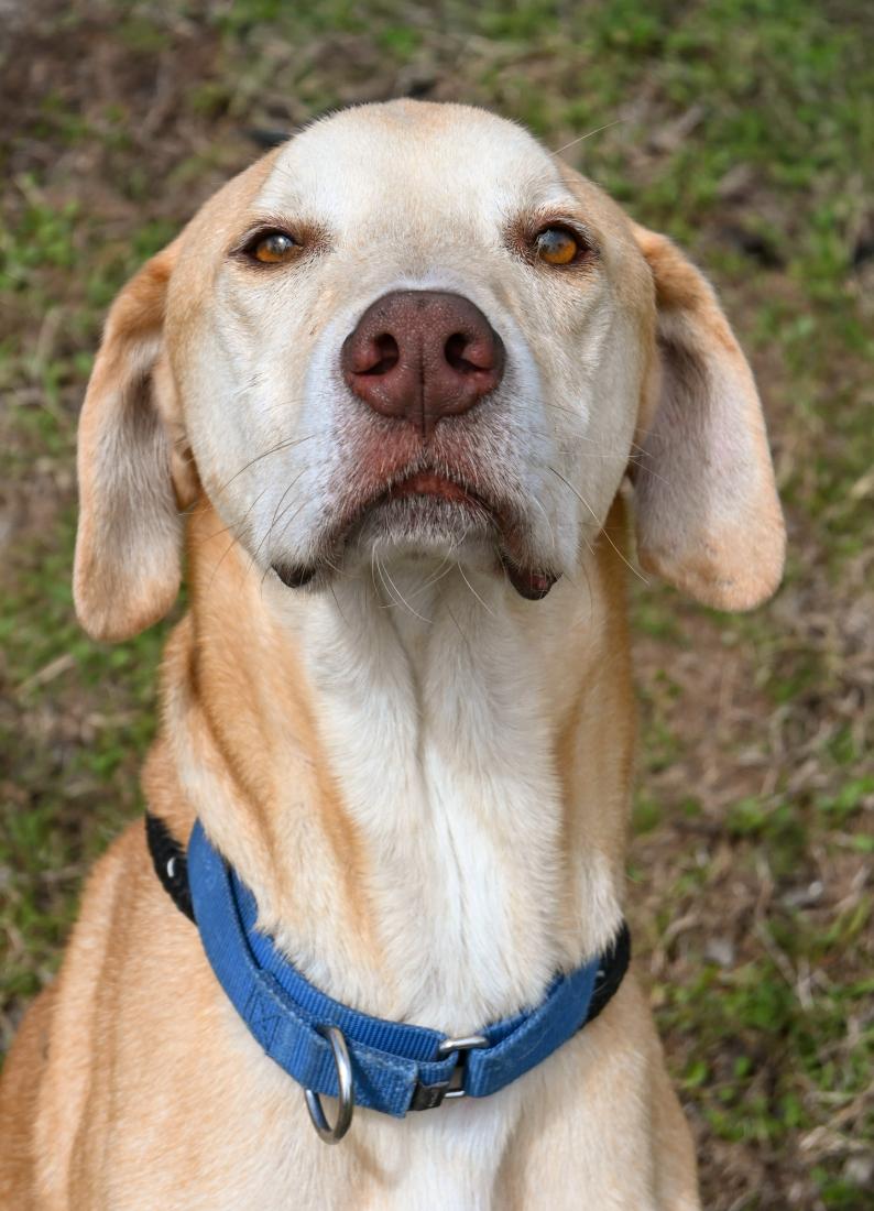 Enlarge Tex, a ADOPTABLE mixed breed in Palm City, FL image 5/6