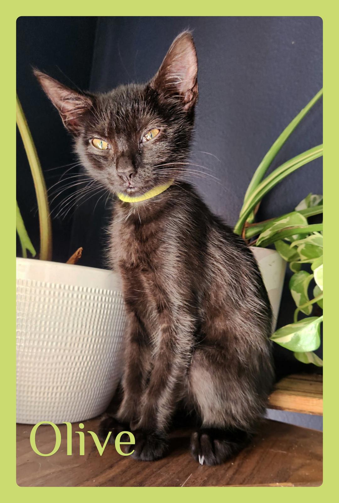 OLIVE, ADOPTABLE, Kitten Female Tabby.