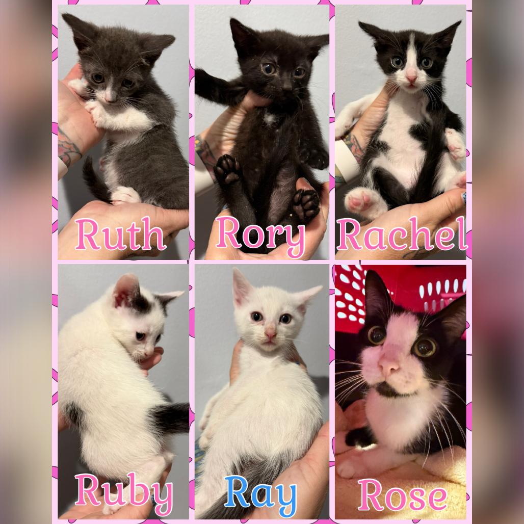 Rose, Adoptable, Adult Female Domestic Short Hair.