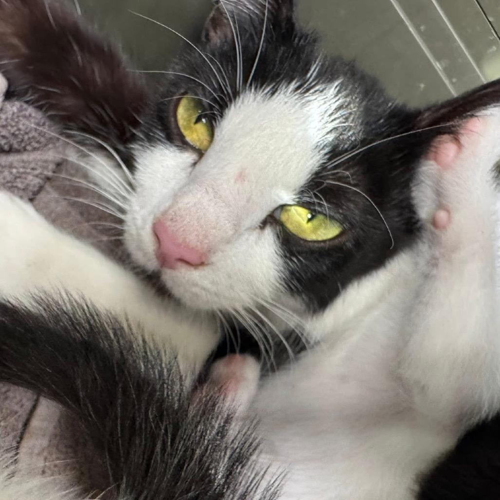 Enlarge Rose, a Adoptable Domestic Short Hair in Simi Valley, CA image 2/3