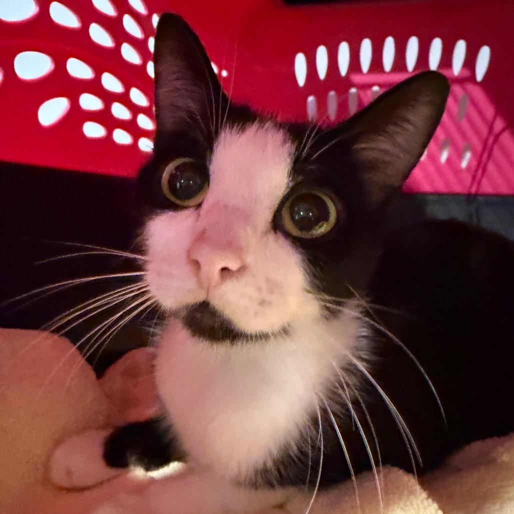 Enlarge Rose, a Adoptable Domestic Short Hair in Simi Valley, CA image 3/3