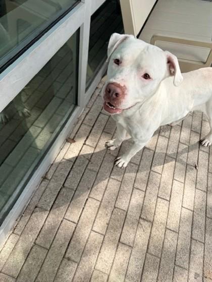 Snow (Underdog), Adoptable, Adult Male Pit Bull Terrier & Mixed Breed.