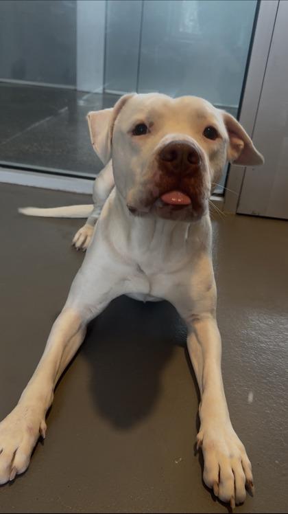 Enlarge Snow (Underdog), a Adoptable mixed breed in New Orleans, LA image 2/3