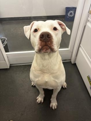 Enlarge Snow (Underdog), a Adoptable mixed breed in New Orleans, LA image 3/3