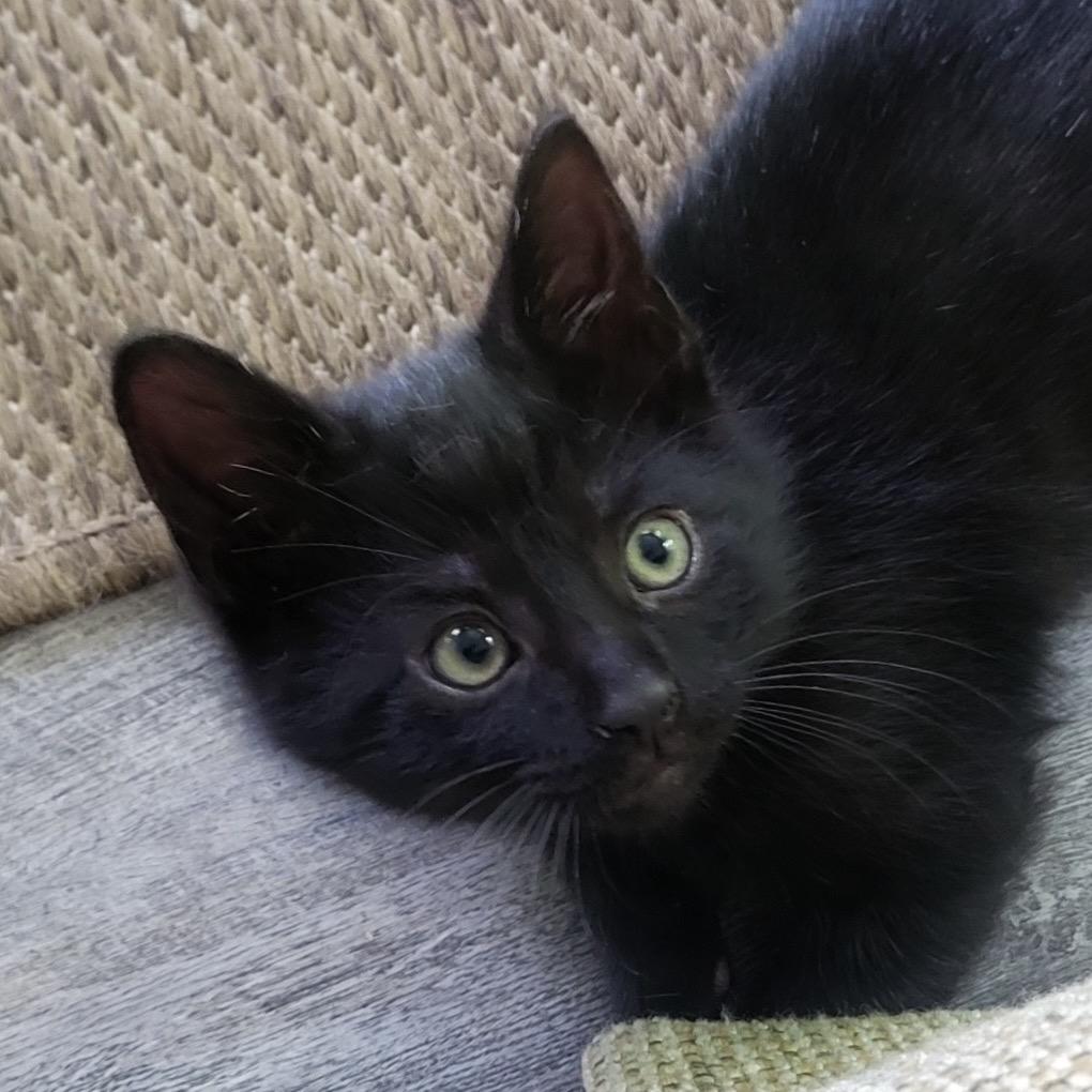 Enlarge Gidget (bonded to Gilligan), a Adoptable Domestic Short Hair in Middleburg Heights , OH image 1/1