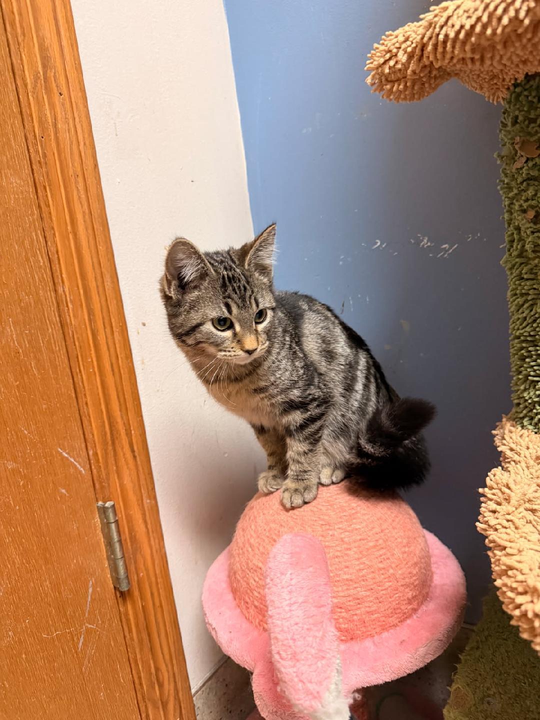 Tuff nut, adopted, Kitten Female Domestic Short Hair.