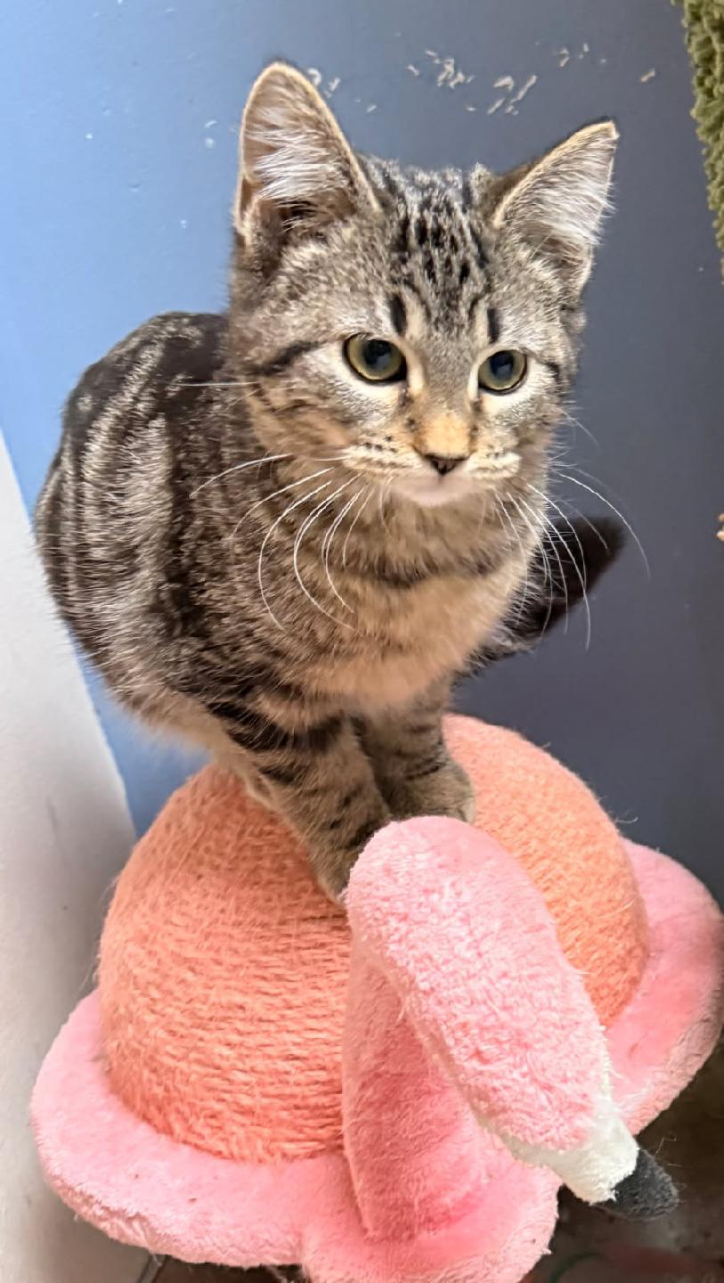 Enlarge Tuff nut, an adopted Domestic Short Hair in Rock Falls, IL image 2/2