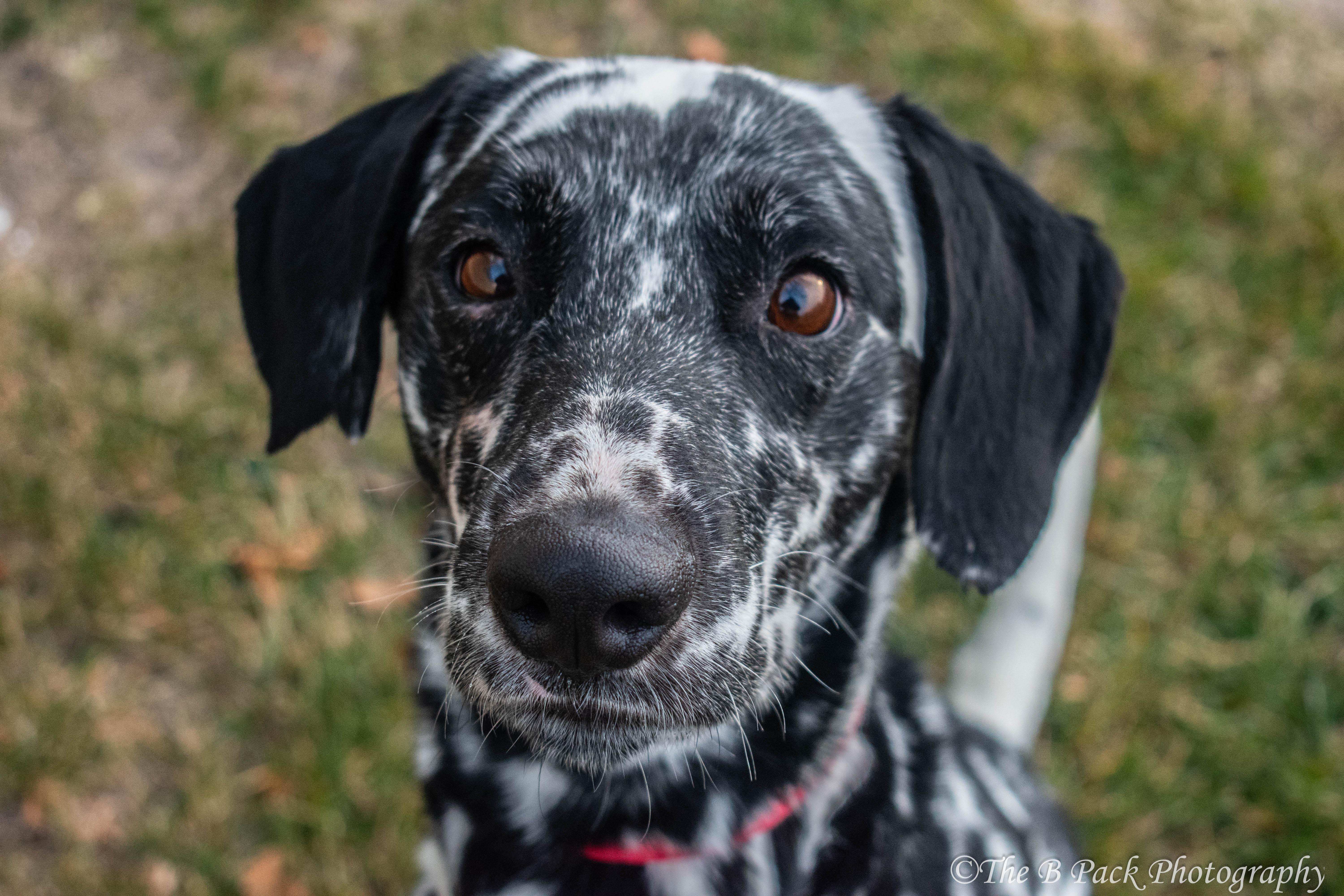 Lou, Adopted, Adult Male Dalmatian.