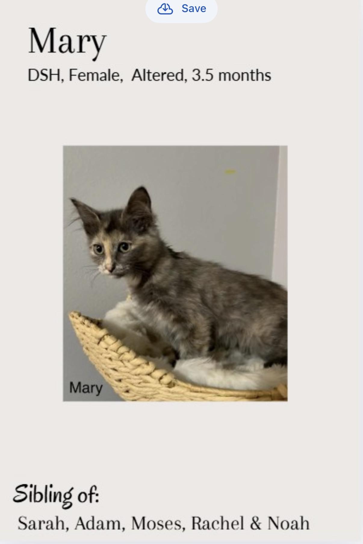 Enlarge Mary, a ADOPTABLE mixed breed in White Lake, MI image 1/1