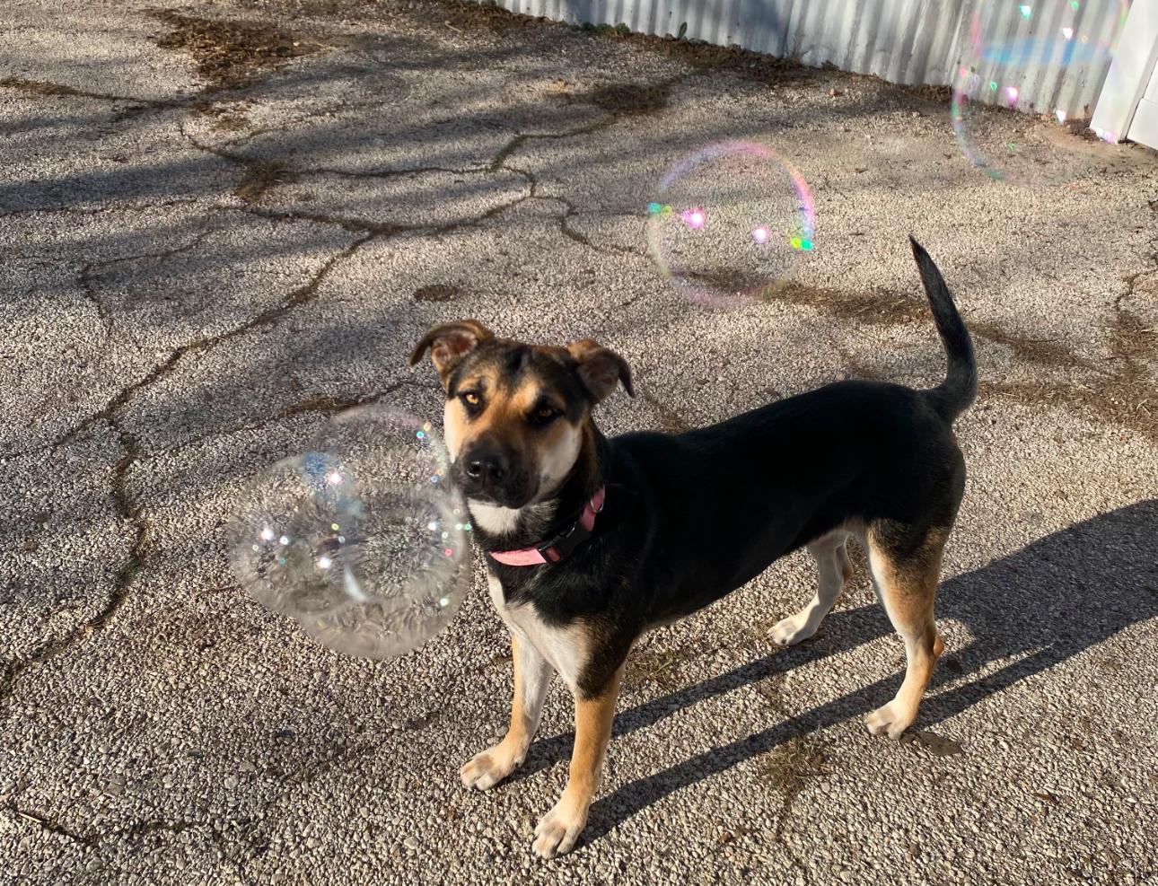 Angel, a Adoptable mixed breed in San Antonio, TX image 4/6