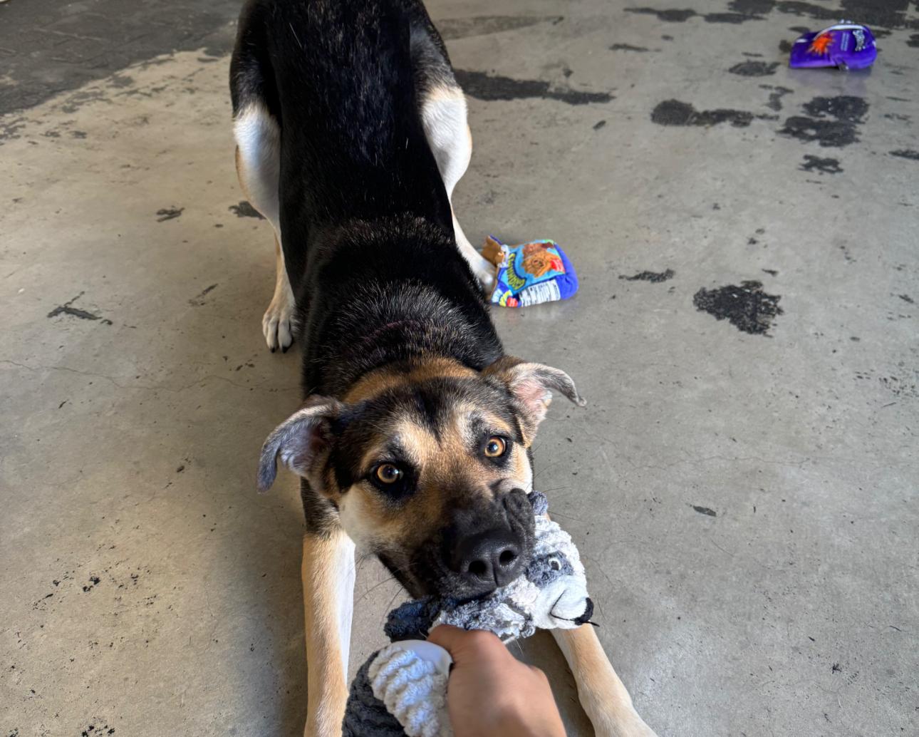 Angel, a Adoptable mixed breed in San Antonio, TX image 5/6