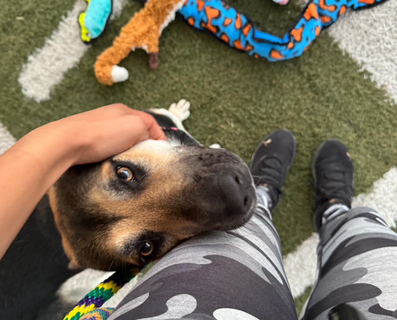 Angel, a Adoptable mixed breed in San Antonio, TX image 3/6