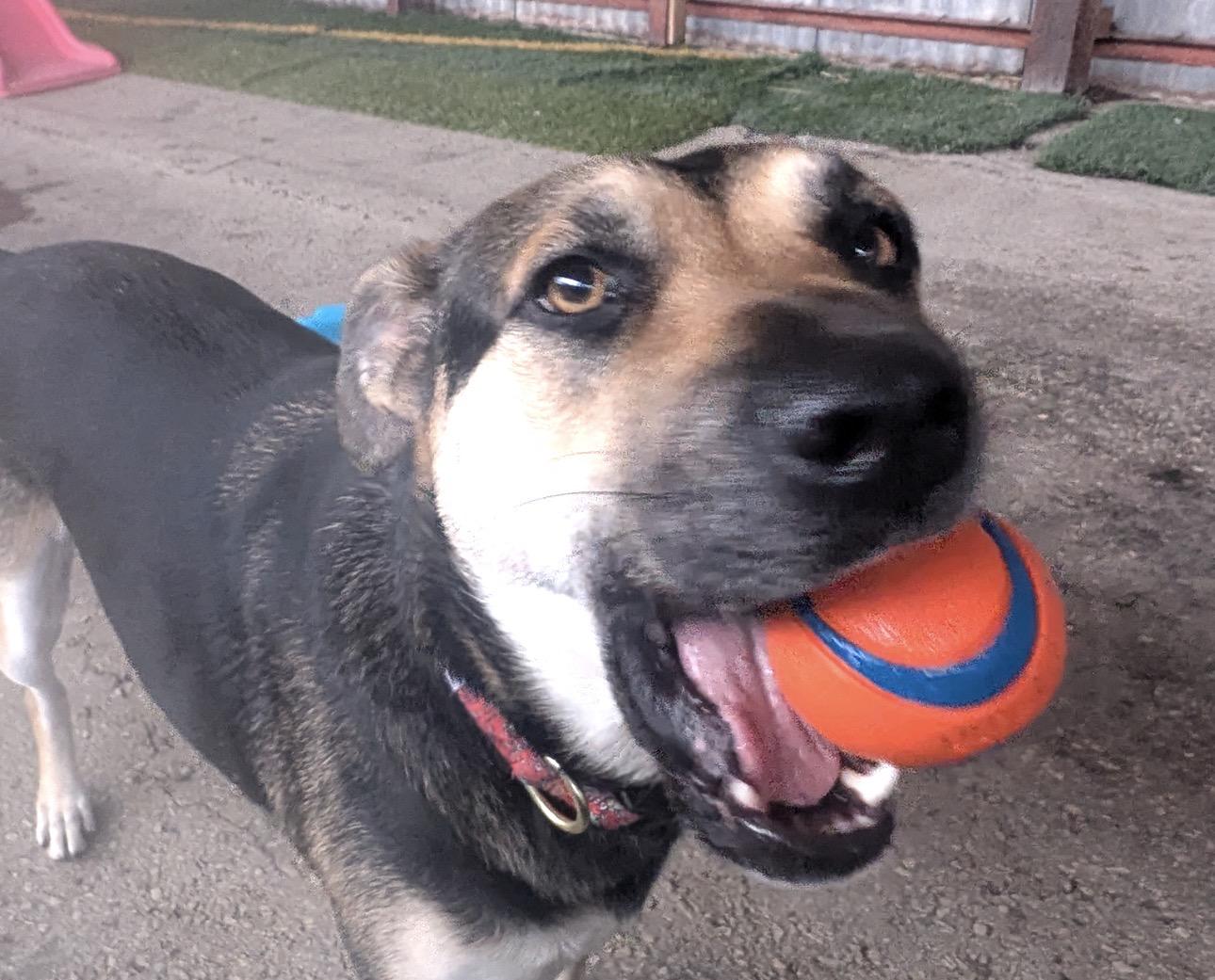 Enlarge Angel, a Adoptable mixed breed in San Antonio, TX image 1/6