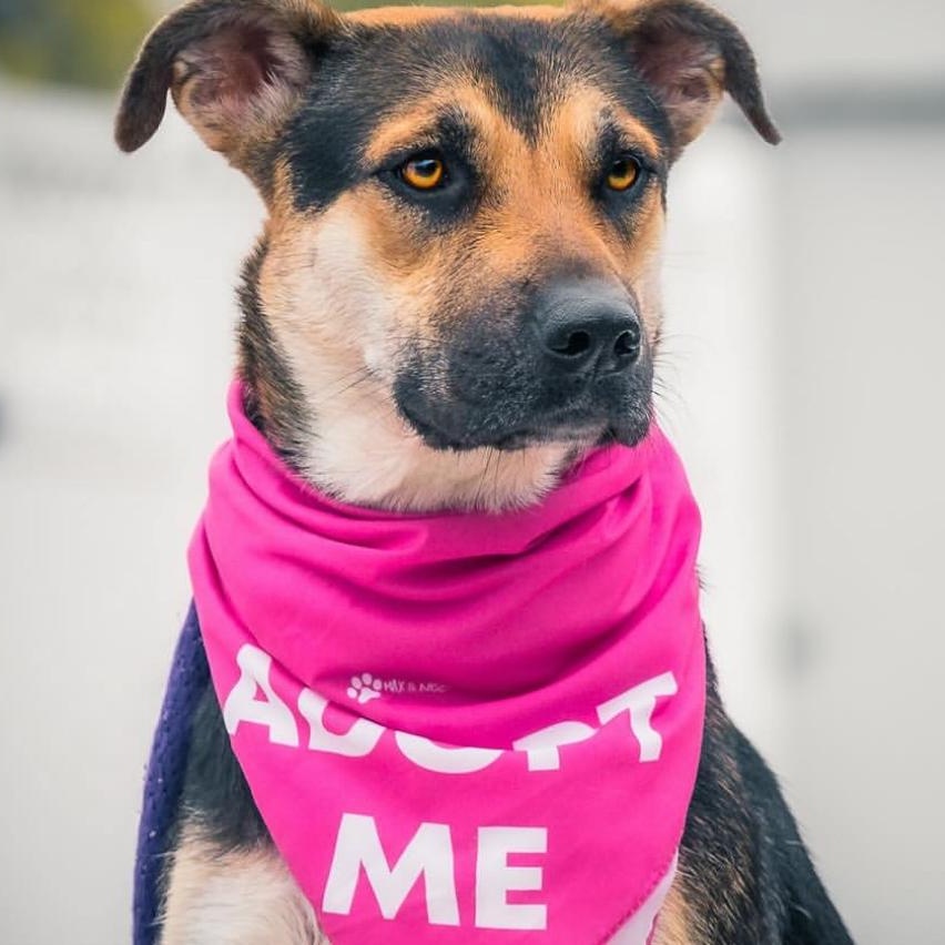 Angel, Adoptable, Adult Female German Shepherd Dog & Australian Shepherd.