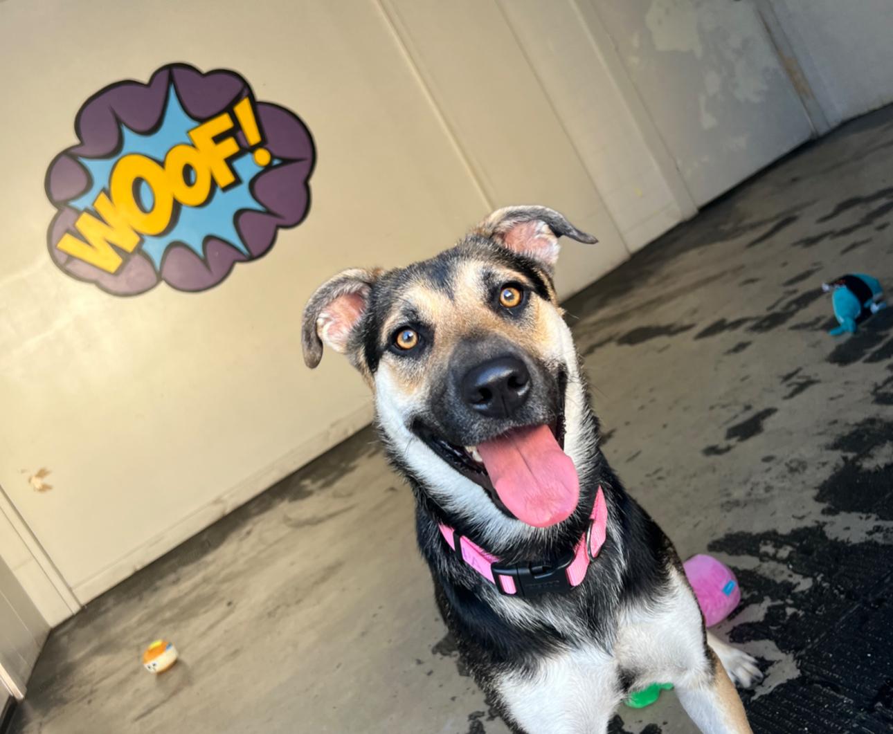 Angel, a Adoptable mixed breed in San Antonio, TX image 2/6