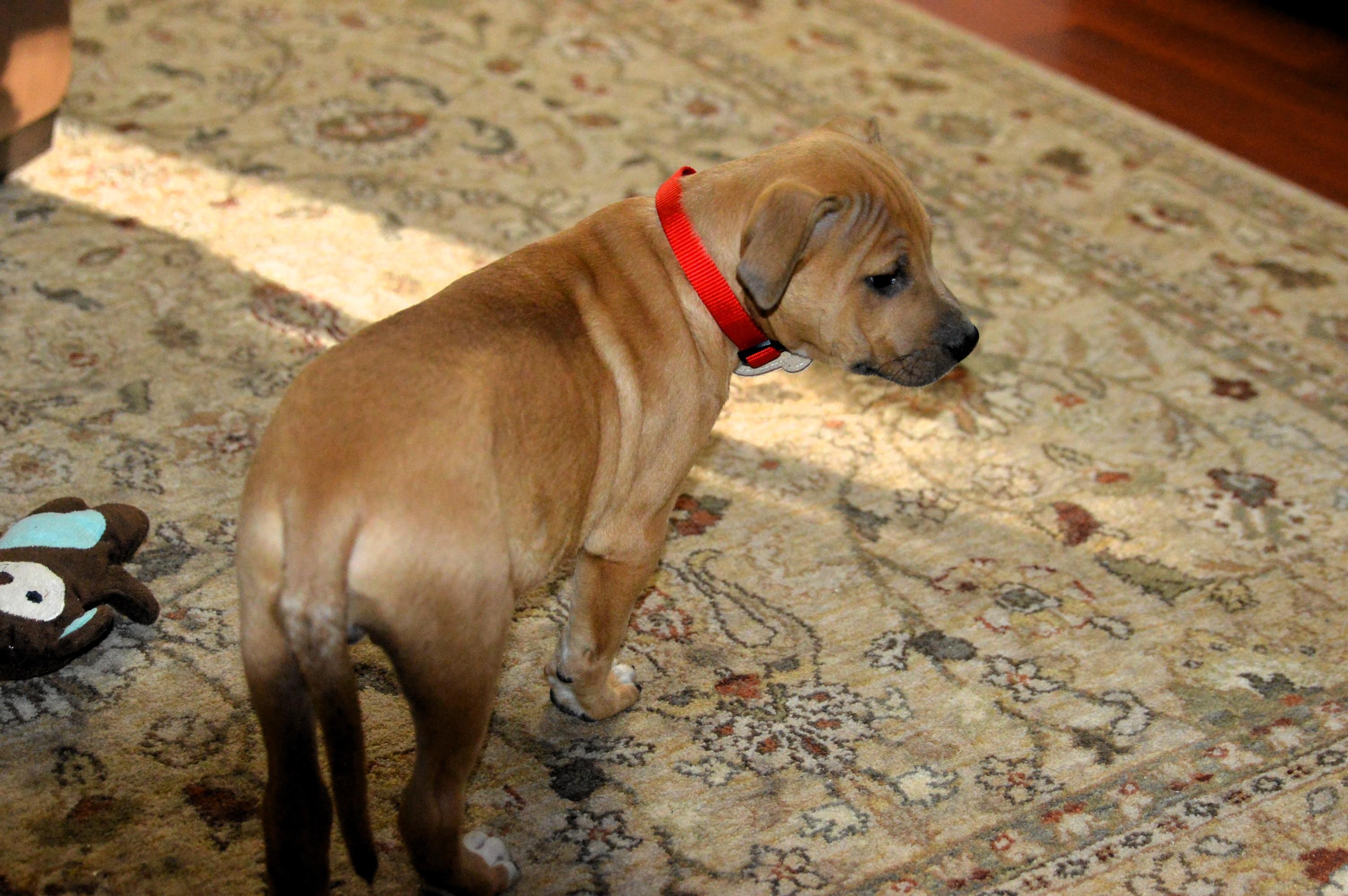 Enlarge Handsome Clifford, a ADOPTABLE mixed breed in Hot Springs, AR image 5/6