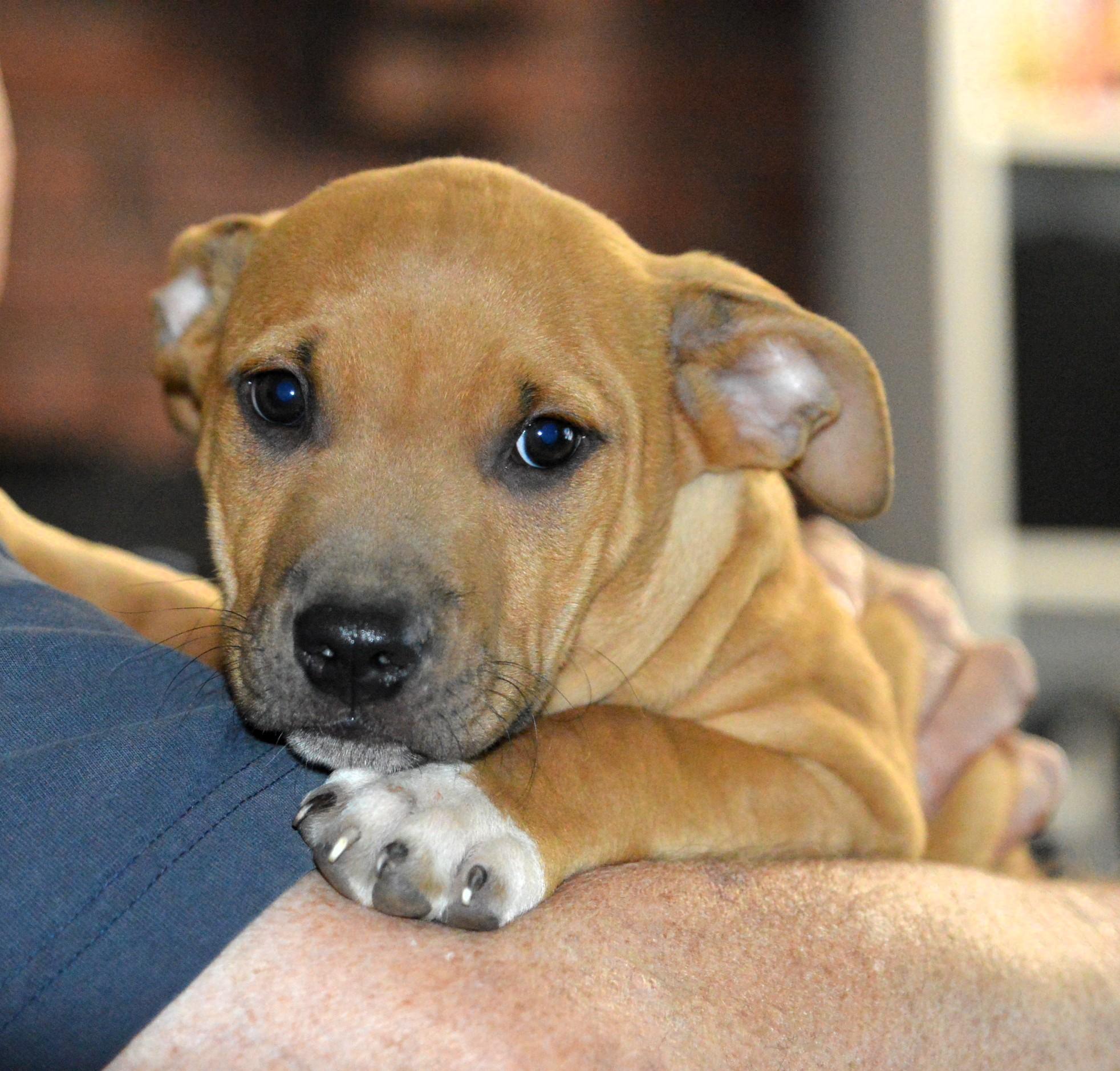 Enlarge Handsome Clifford, a ADOPTABLE mixed breed in Hot Springs, AR image 6/6