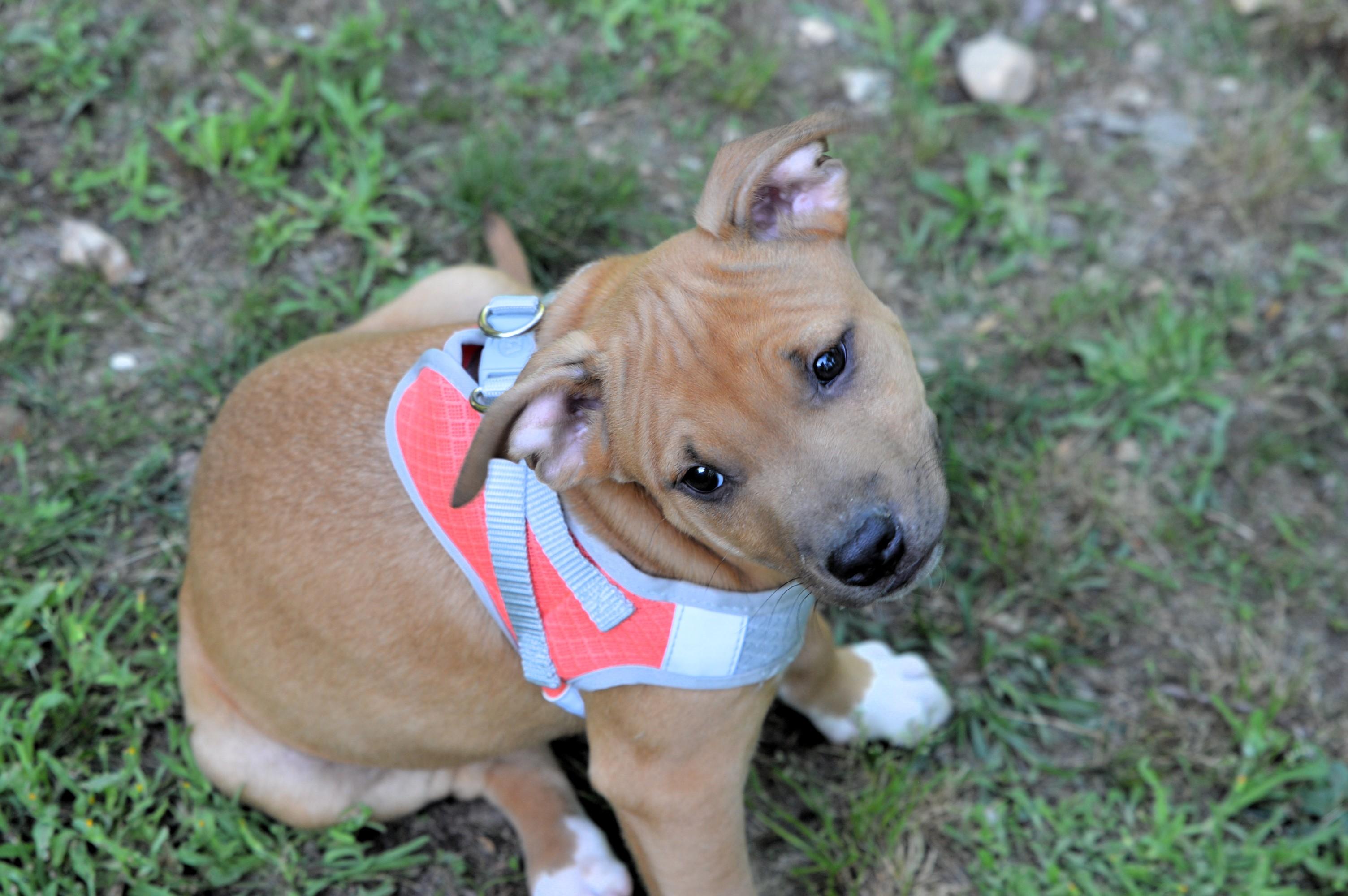 Enlarge Handsome Clifford, a ADOPTABLE mixed breed in Hot Springs, AR image 4/6