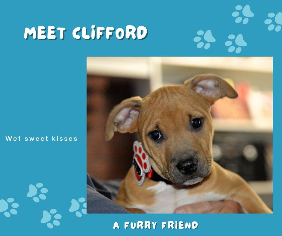 Handsome Clifford, ADOPTABLE, Puppy Male Labrador Retriever & Terrier.