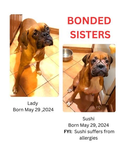 Several Boxers in need of homes, ADOPTABLE, Young Female Boxer.