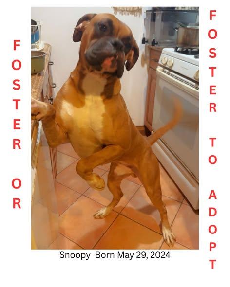 Enlarge Several Boxers in need of homes, a ADOPTABLE Boxer in Flushing, NY image 2/3