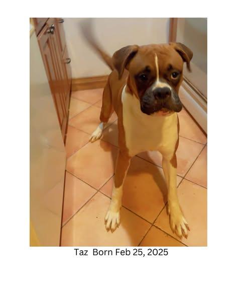 Several Boxers In Need thumbnail 3