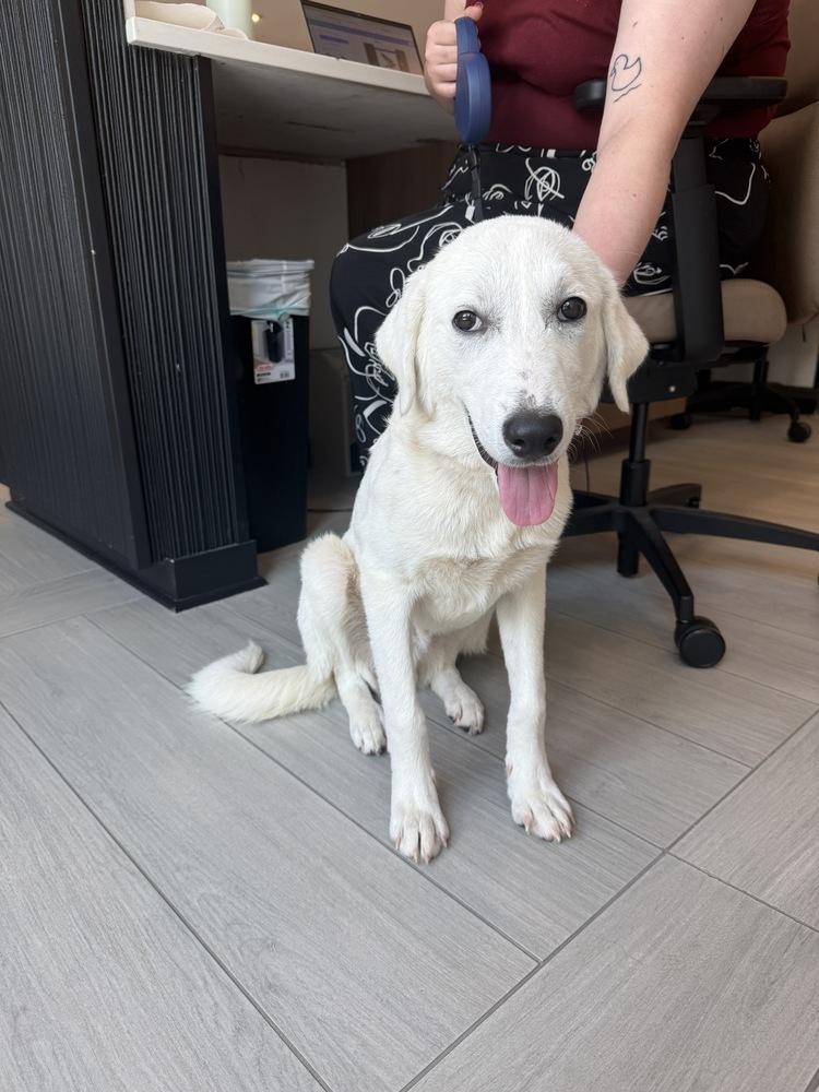 Demitravial / Liam, Adoptable, Young Male Labrador Retriever & Mixed Breed.