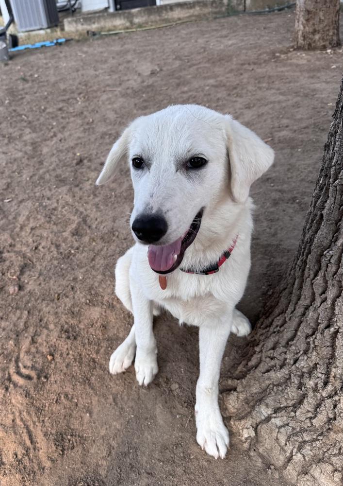 Demitravial / Liam, a Adoptable mixed breed in Broomfield, CO image 2/6