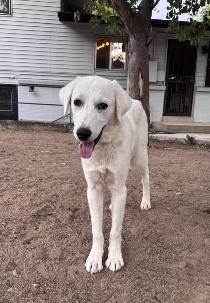 Demitravial / Liam, a Adoptable mixed breed in Broomfield, CO image 4/6