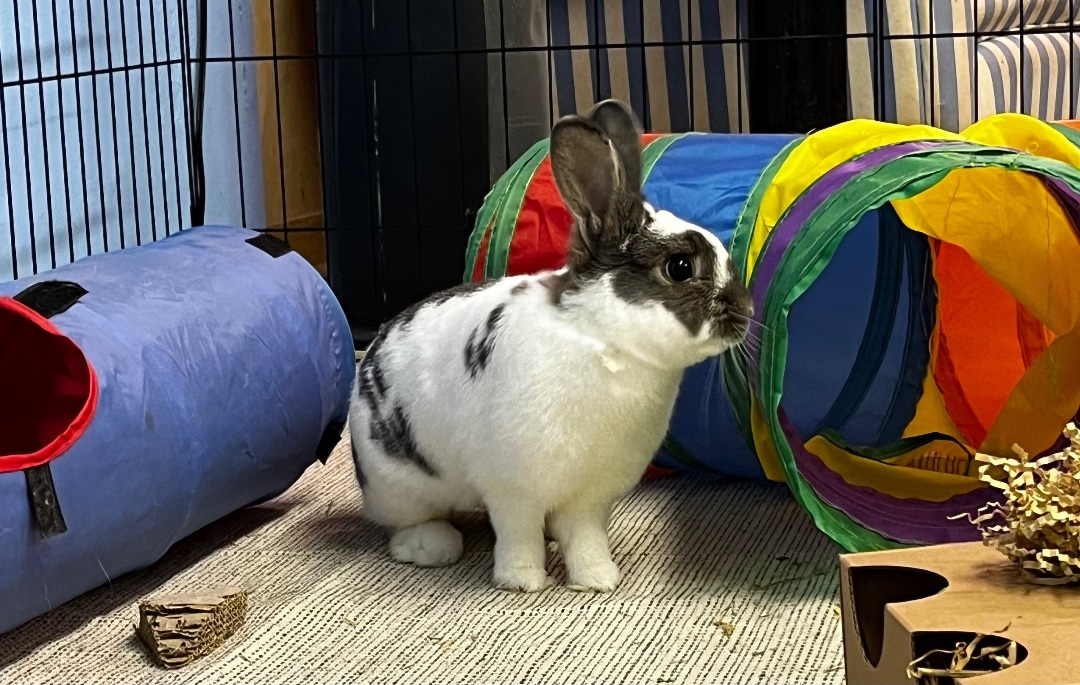 Psi (aka Simon), Adult Male Bunny Rabbit