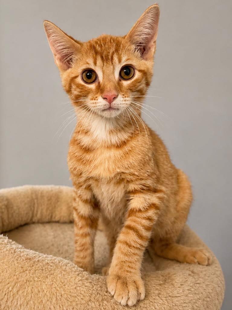 Eddie, adopted, Kitten Male Domestic Short Hair.