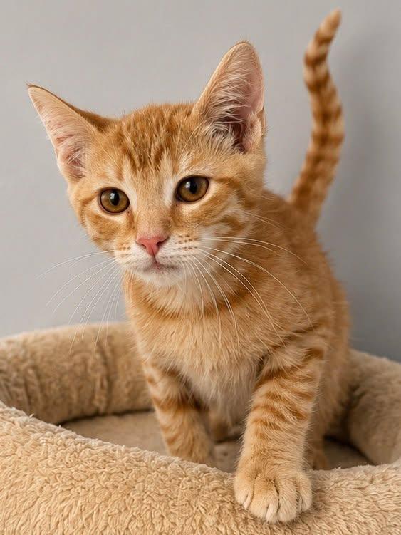 Eddie, an adopted Domestic Short Hair in Sioux Falls, SD image 2/4