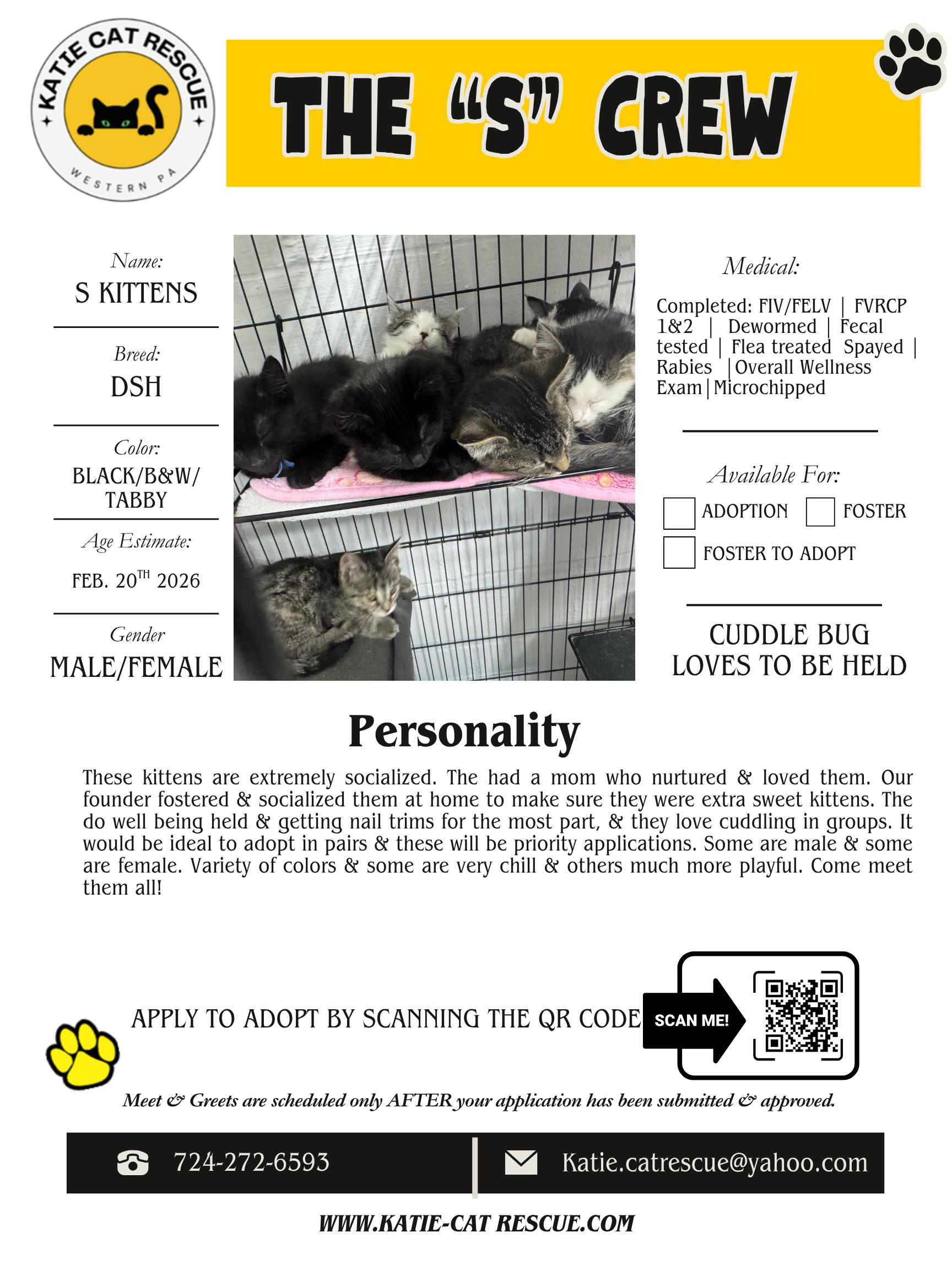 The “S” Crew of 8, adopted, Kitten Female Domestic Short Hair.