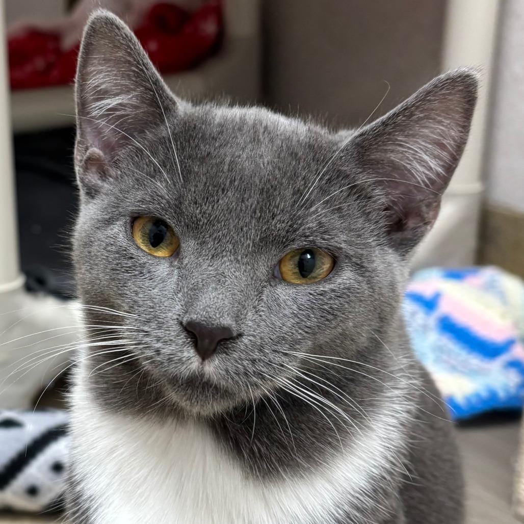 Enlarge Tidbit, a Adoptable Domestic Short Hair in Naperville, IL image 1/1