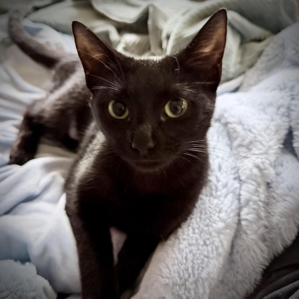 Enlarge Willow, a Adoptable Domestic Short Hair in Denver, CO image 1/5