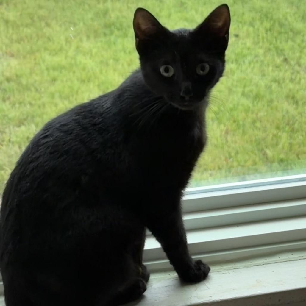 Enlarge Willow, a Adoptable Domestic Short Hair in Denver, CO image 2/5