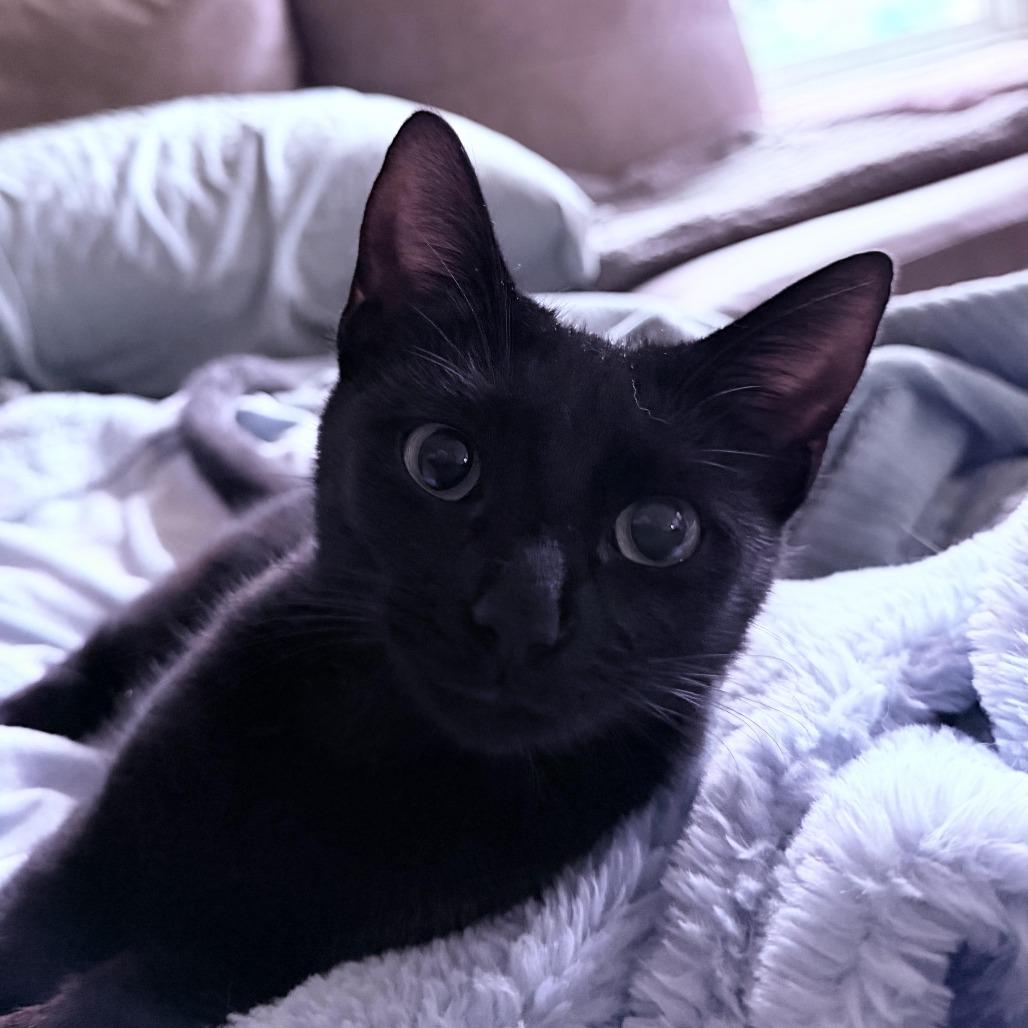 Enlarge Willow, a Adoptable Domestic Short Hair in Denver, CO image 3/5