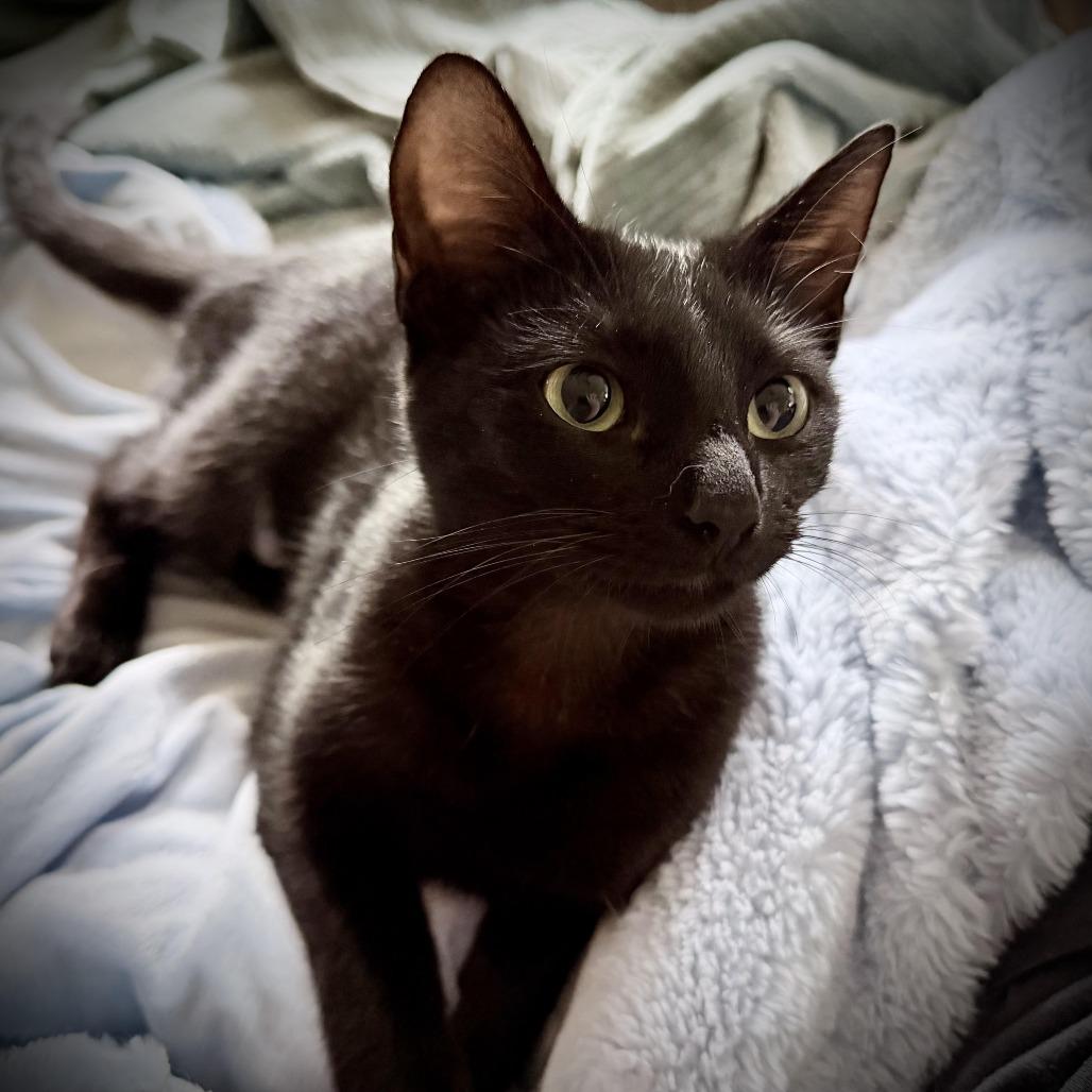 Enlarge Willow, a Adoptable Domestic Short Hair in Denver, CO image 4/5