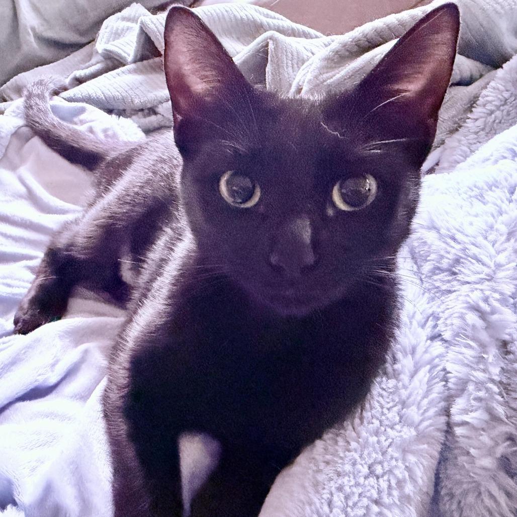 Enlarge Willow, a Adoptable Domestic Short Hair in Denver, CO image 5/5