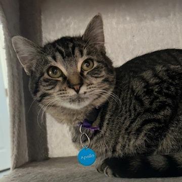 Apollo, a Adoptable Domestic Short Hair in Buffalo, WY image 2/2
