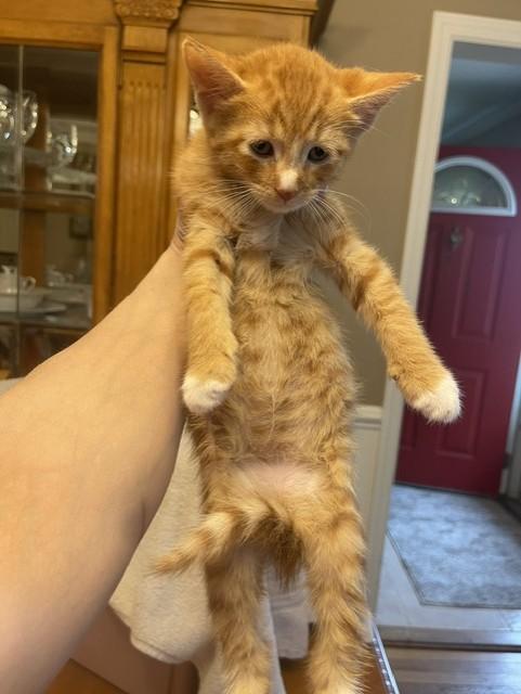 Socks, an adopted Domestic Short Hair in Nutley, NJ image 2/4